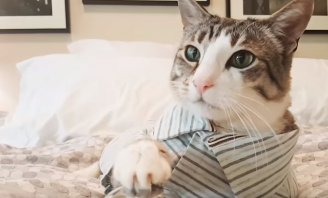 Pametni mačak može da nauči svaki trik, ako mu date hranu (VIDEO)