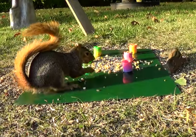 Kad se dve veverice "posvaðaju"... (VIDEO)