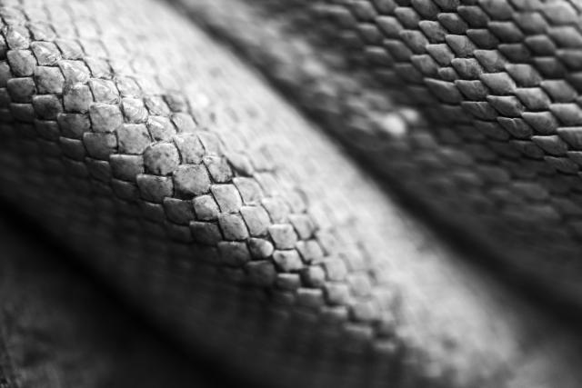 U spavaæoj sobi pronašli jednu od najotrovnijih zmija na svetu