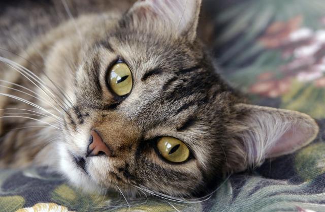 Pet znakova da je vaša mačka pod stresom