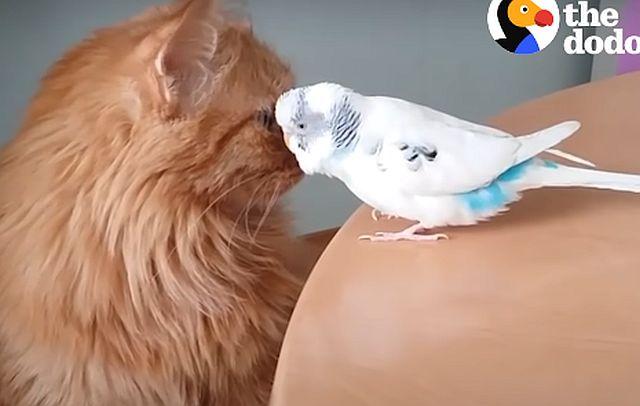 Maèka i papagaj u ljubavi: Da, moguæe je! VIDEO