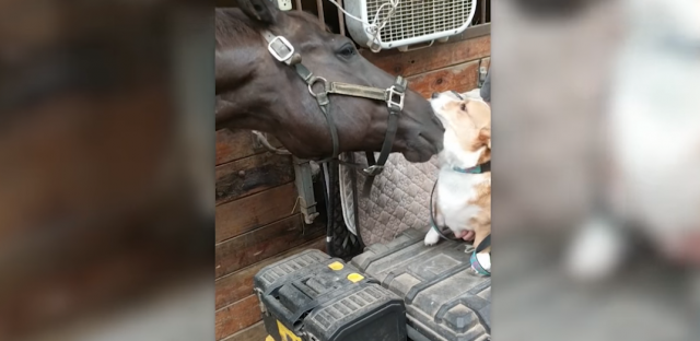 Neverovatno prijateljstvo: Konj i keruša ne mogu jedno bez drugog