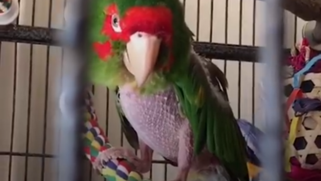 Papagaj je mrzeo sve, ali mu je jedna žena vratila veru u ljude /VIDEO