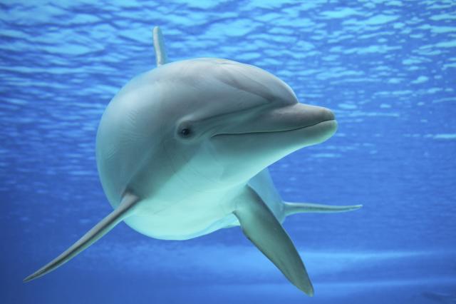 Delfin zapetljan u ribarsku mrežu doplivao do obale i zatražio pomoæ