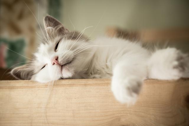 Maèke prespavaju dve treæine života - zašto?