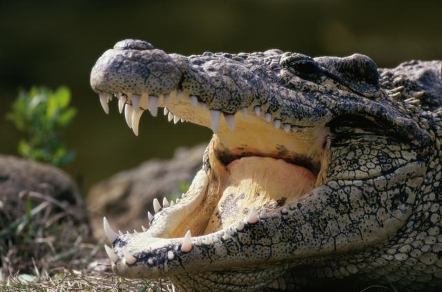 Iz zoološkog vrta pobeglo 78 krokodila