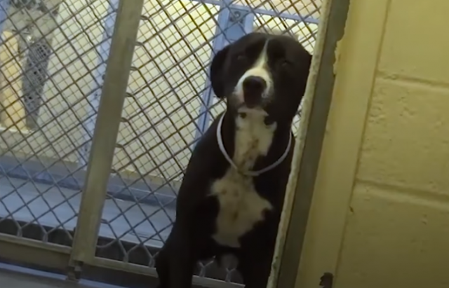 Reakcija psa koji shvata da napušta azil oduševljava /VIDEO