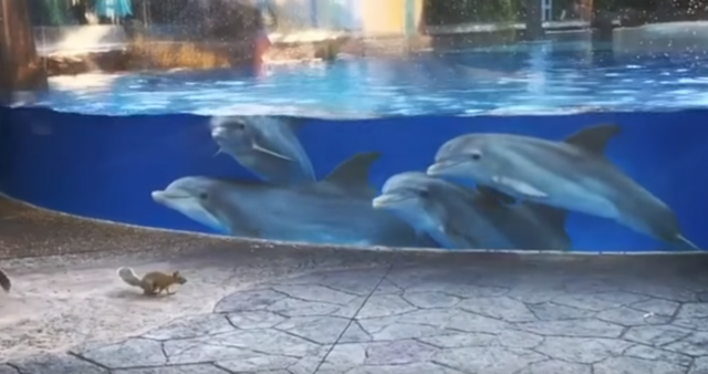 Snimak od kog æete se "istopiti": Kad veverice doðu u posetu delfinima