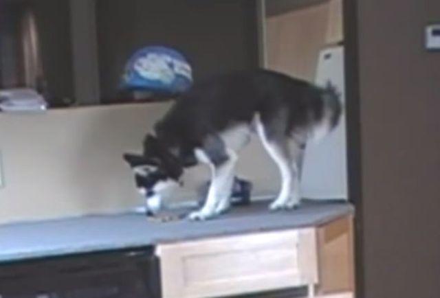 Lukavi pas pronašao način da dođe do hrane, ali jedno još nije naučio