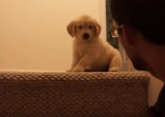 Šta da uradite kada se vaše štene plaši stepenica?