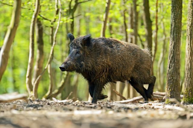 RTV: Stampedo 40 divljih svinja protutnjao selom u Banatu
