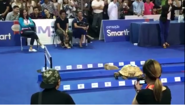 Kao u Ezopovoj basni: Kornjaèa pobedila zeca u trci (VIDEO)