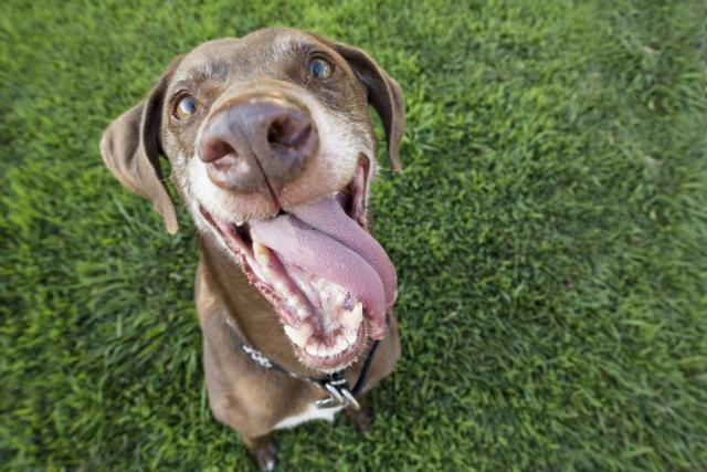 Ono što svaki vlasnik ljubimaca mora da zna: Šta je leptospiroza?