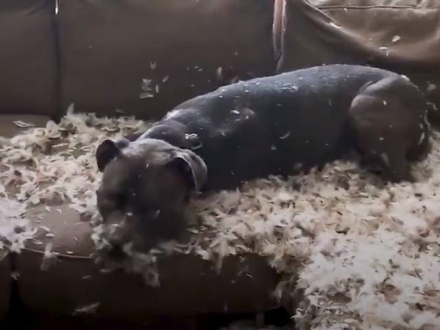 Pablo je napravio nered u kući i nije ga bilo briga zbog toga