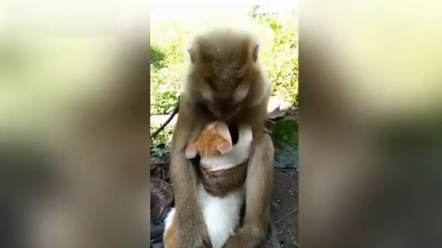 Majmunica ima usvojenog sina - malog maèka (VIDEO)