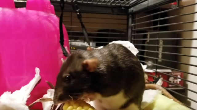Ovo je fino vaspitan pacov Nudls (VIDEO)