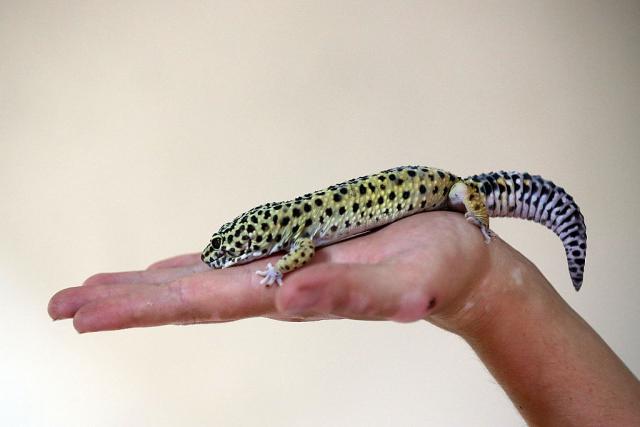 Da li želite gekona za ljubimca? Ovo su stvari koje treba da znate