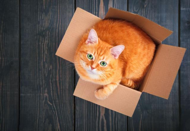 If it fits, I sits: Zašto se mace kriju tamo gde ne mogu da stanu?