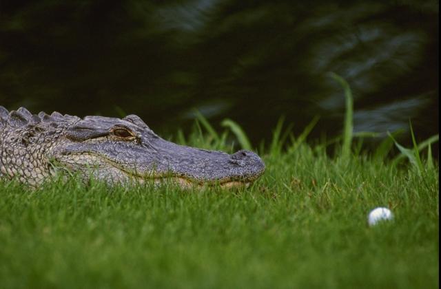 Trenutno, najtraženiji "ubica" u Australiji je - krokodil