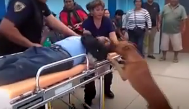 Povređenog vlasnika nisu želeli da napuste ni u bolnici /VIDEO