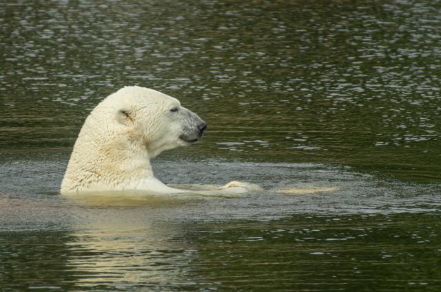 Polarni medved pronađen kako pliva 700 km daleko od Arktika