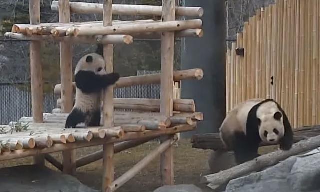 Presmešne kanadske pande padaju na mnogo različitih načina