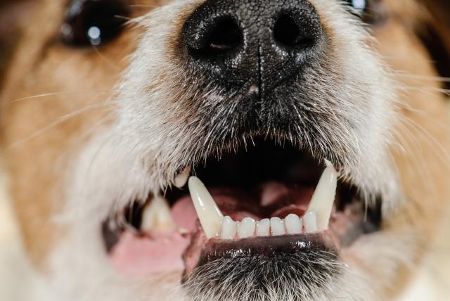 Èest medicinski problem: Vaš pas je možda u bolovima, a da to ne znate