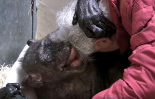 Video koji æe vas rasplakati: Šimpanza na samrti prepoznala prijatelja