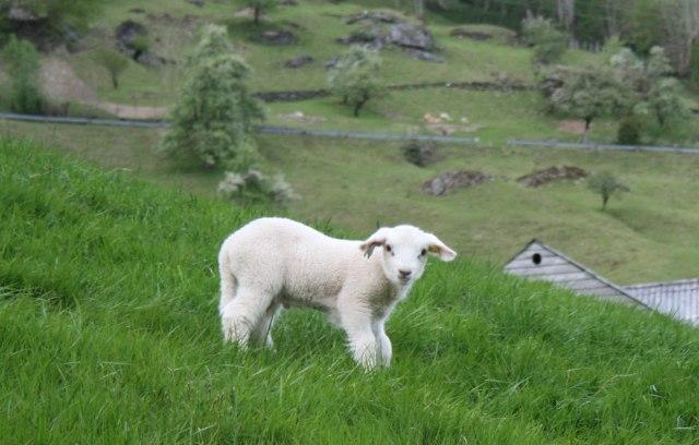 Napravili čudo, sad svi traže ovcu iz Srbije