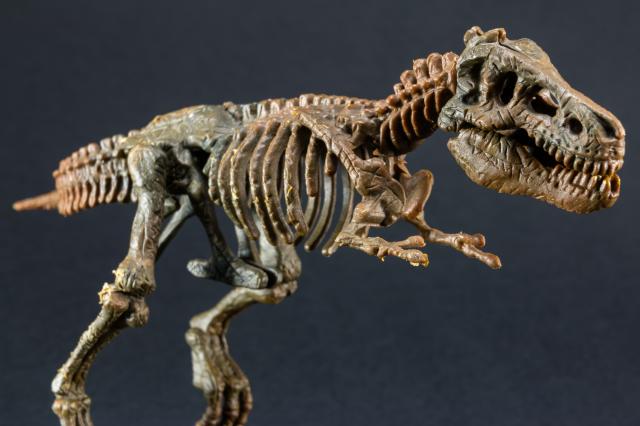 Oèuvani skelet tiranosaurusa helikopterom prebaèen u muzej