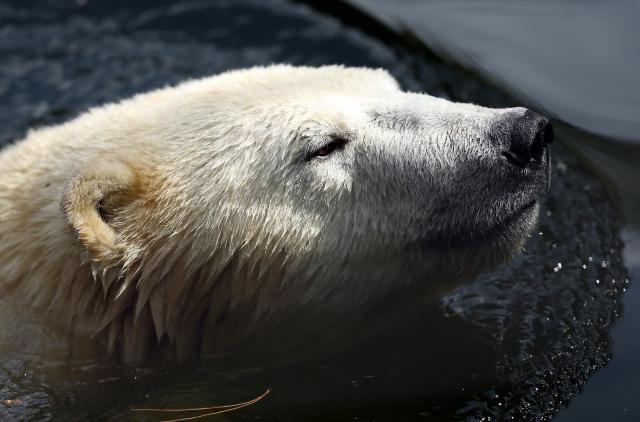 Polarni medvedi u ruskom selu drže morževe i ljude kao taoce