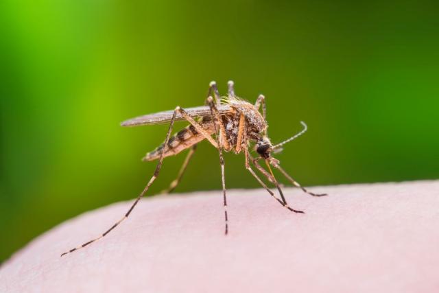 Kako vas komarci ujedaju, a da toga niste ni svesni?