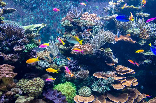 Hvatanje ribica za akvarijume zabranjeno na Havajima