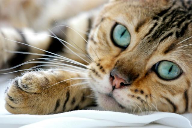 Šta treba da znate o bengalskim maèkama