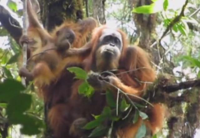Nova vrsta orangutana otkrivena u Indoneziji / VIDEO