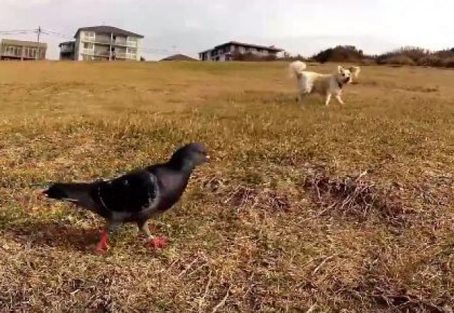 Upoznajte goluba koji misli da je èovek (VIDEO)