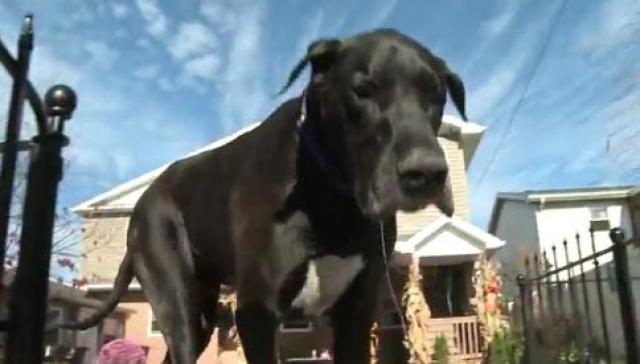 Ovo je novi najveæi pas na svetu?