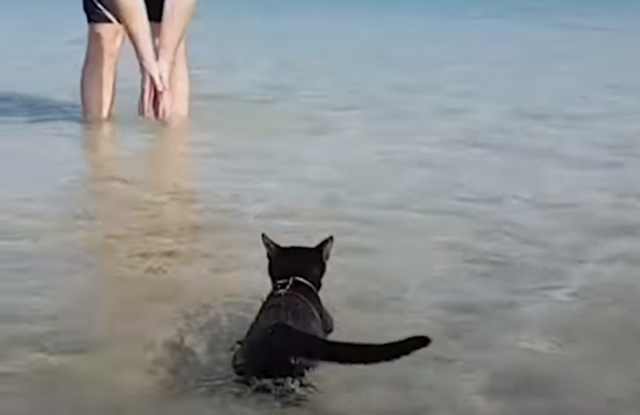 Nejtan - mačka koja obožava da pliva /VIDEO