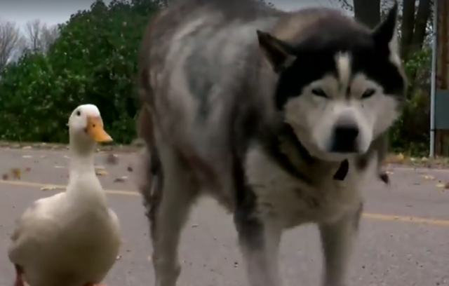 Kako su pas i patka postali nerazdvojni prijatelji /VIDEO