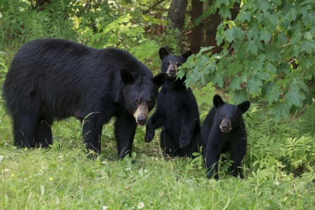 Jedanaest medveda prošetalo rumunskim gradom