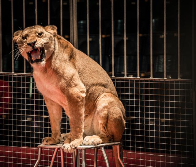 Odluka koja menja sve: Irska zabranjuje divlje životinje u cirkusima
