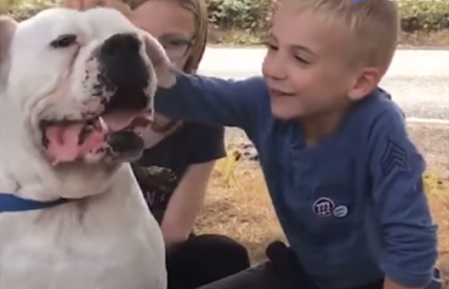 Dirljiva priča dečaka koji je spasao 646 pasa /VIDEO