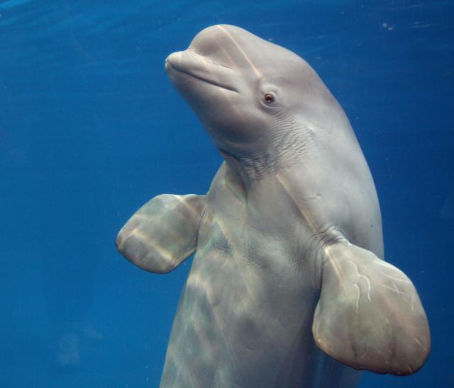 Kit nauèio jezik delfina da bi mogao da se druži sa njima