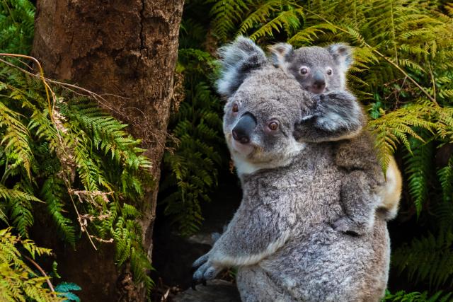 Do 2040. koala možda više neæe biti