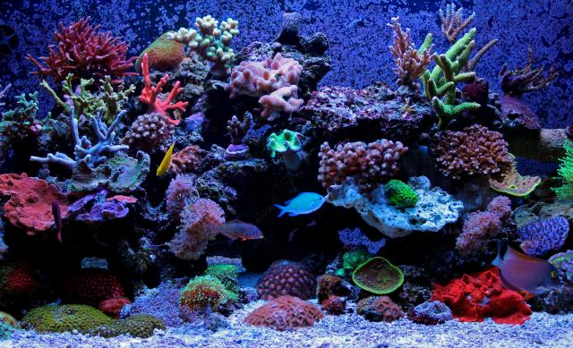 Morski akvarijum - kako se pripremiti za takav poduhvat?