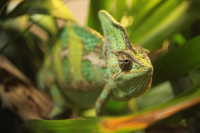 Kameleoni: Simpatični stvorovi koji menjaju boje, ali ne i navike