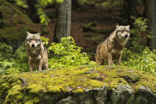 Par vukova iz Srbije odgajan na imanju 11 godina udomljen u Grèkoj