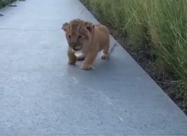 Ne zamerite laviću; on tek uči da riče (VIDEO)
