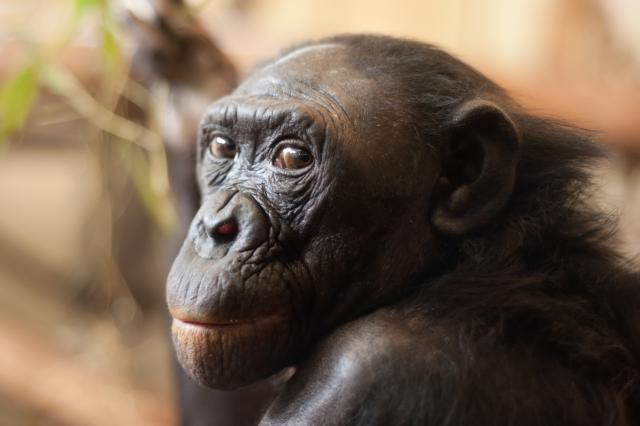 Bonobo - životinja najsliènija ljudima koja je oduševila nauènike