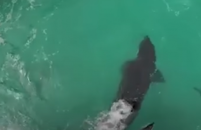 Ovo je najusamljenija orka na svetu /VIDEO